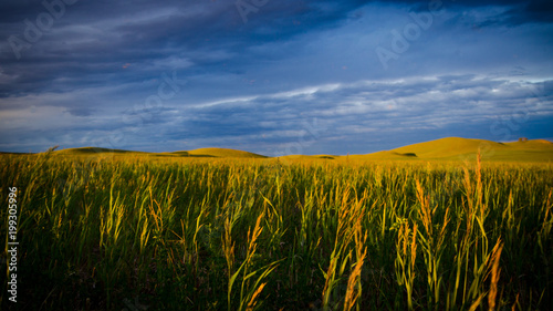 Grass in the steppe during sunset