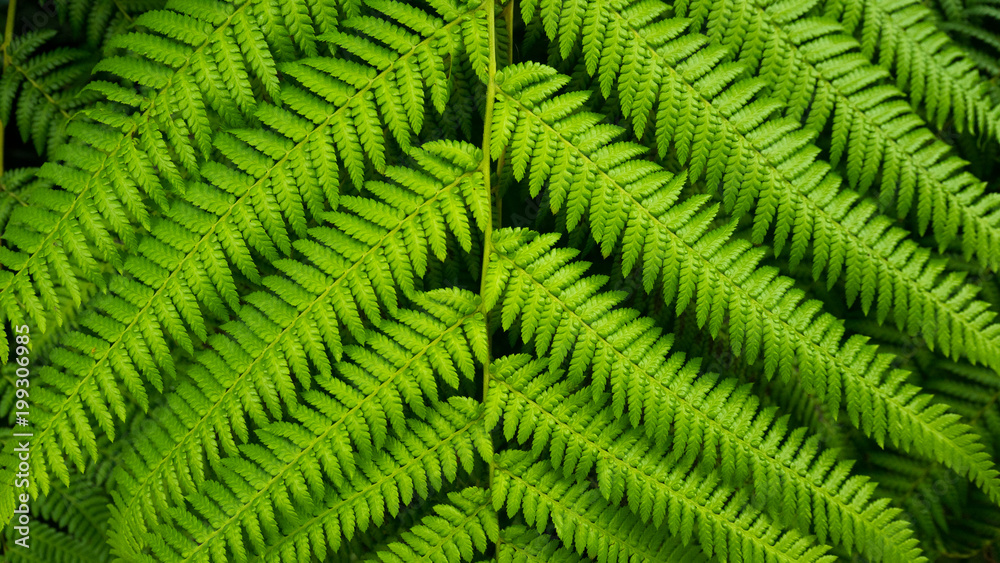 Close up of Fresh green fern leaf texture background.