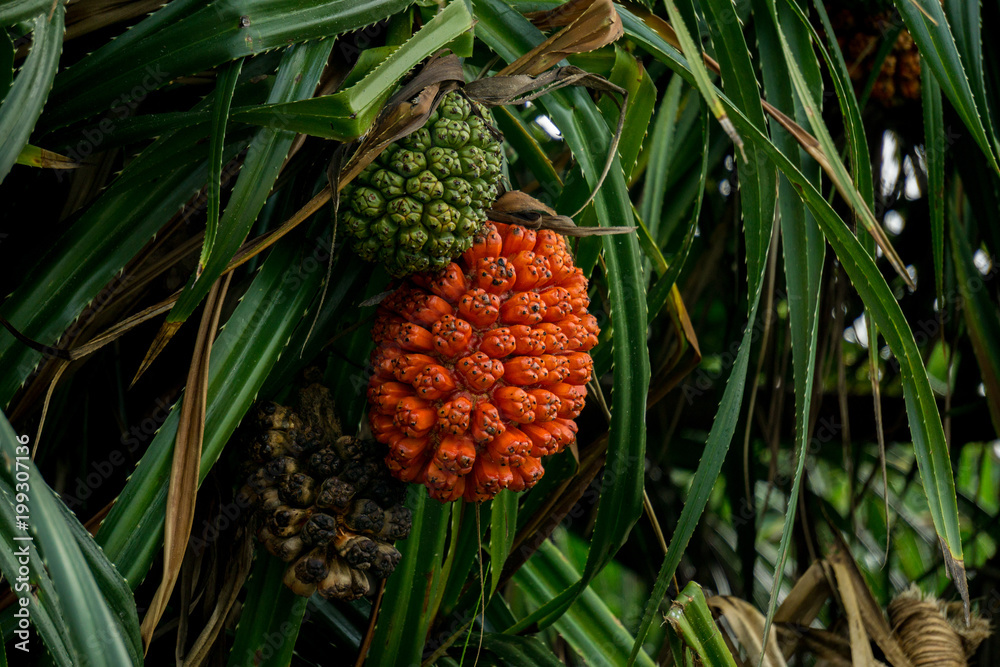 Ripe and unripe fruit of Screw pine or Pandanus odorifer on the tree. Ripe and unripe fruit of Screw pine or Pandanus odorifer on the tree.