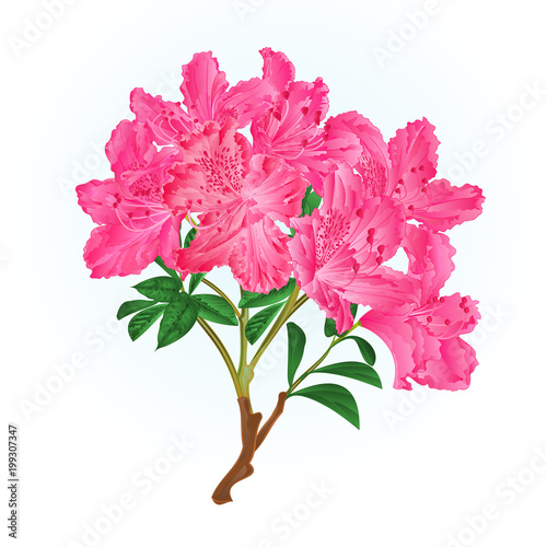 Pink rhododendron branch mountain shrub vintage vector illustration editable hand draw