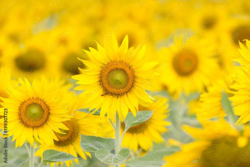 Closeup Beautiful of a Sunflower or Helianthus in Sunflower Field, Bright yellow sunflower Lopburi, Thailand