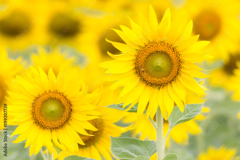 Closeup Beautiful of a Sunflower or Helianthus in Sunflower Field, Bright yellow sunflower Lopburi, Thailand