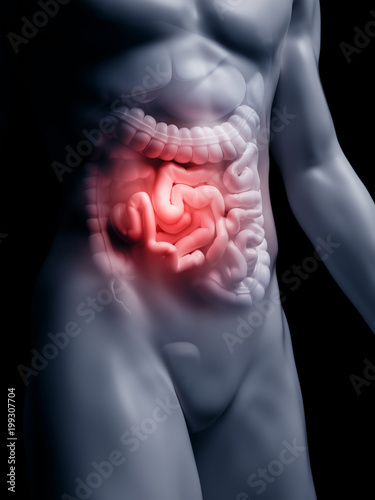 3d rendered medically accurate illustration of the human small intestine photo