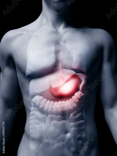 3d rendered medically accurate illustration of the human stomach