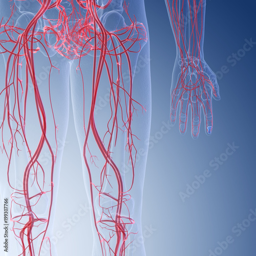 3d rendered medically accurate illustration of the human leg blood vessels photo
