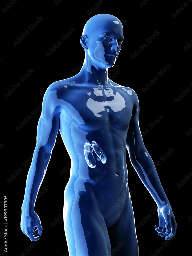 3d rendered medically accurate illustration of the human kidneys