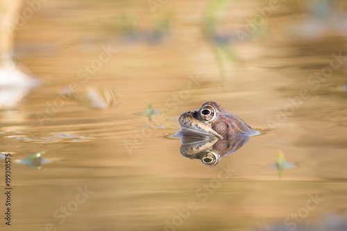 Close up Brown frog (Rana temporaria) photo