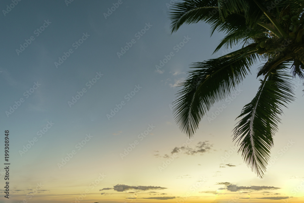 Palm tree leaves on sky background with copy space for your text message or content. natural backdrop. Summer Concept