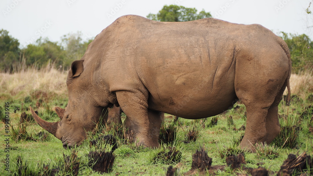 Fototapeta premium Endangered White Rhinoceros, Uganda