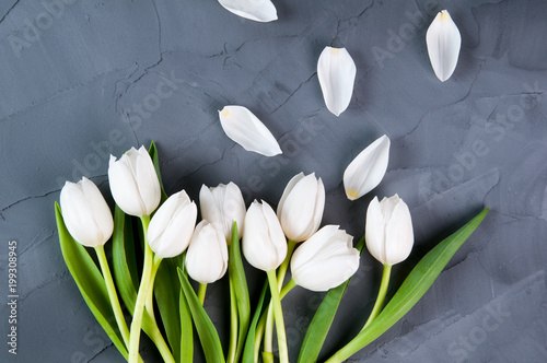 white tulips on a grey background