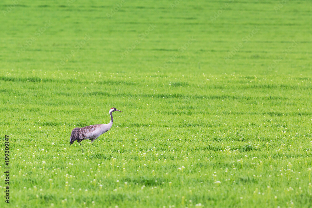 Fototapeta premium Crane on meadow