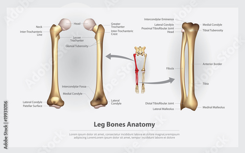 Human Anatomy Leg Bones with Detail Vector Illustration photo