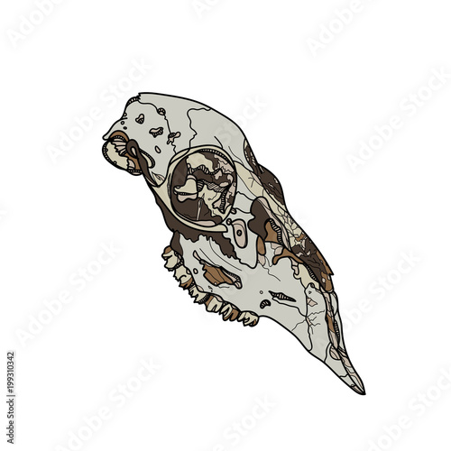 Animal skull vector illustration. 