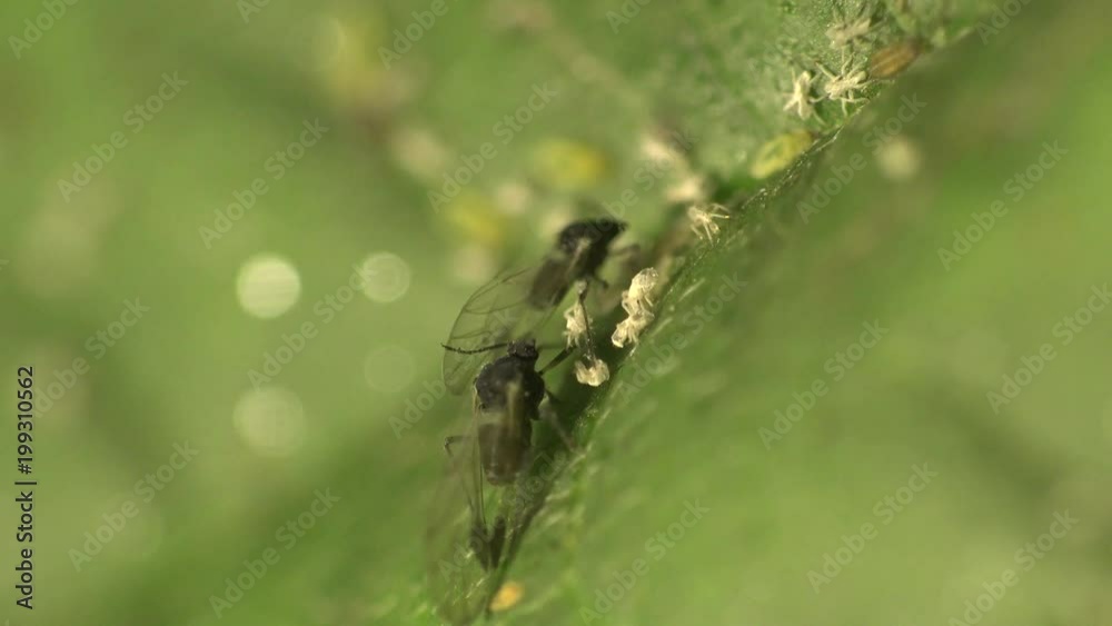 Insect macro: The aphid that has just changed its instar skin sits on green leaf, field, fores, meadow. Ant extracting honeydew from an aphid. Arthropoda, Hemiptera, Sternorrhyncha Insect macro: The aphid that has just changed its instar skin sits on green leaf, field, fores, meadow. Ant extracting honeydew from an aphid. Arthropoda, Hemiptera, Sternorrhyncha