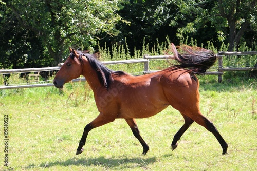 brown quarter horse is running on the paddock in the sunshine