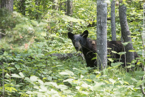 Black bear in a forest, Kenora, Lake of The Woods, Ontario, Canada