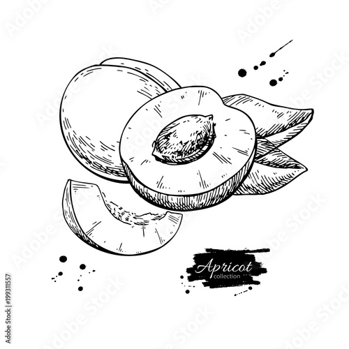 Apricot vector drawing. Hand drawn fruit and sliced pieces.  Sum