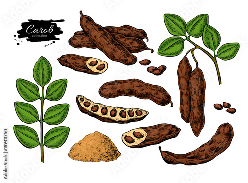 Принти на полотні Carob vector superfood drawing set. Isolated hand drawn