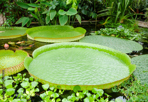 Victoria cruziana  water lily in a botanical garden photo