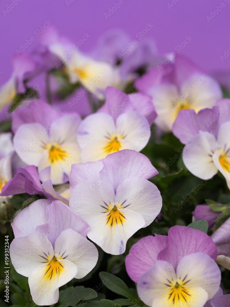ビオラの花 ビオラの花