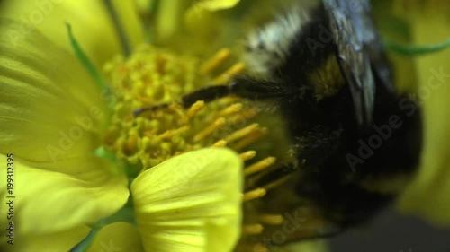 Bumblebee sits on a yellow flower and yellow spider runs around, Insect macro Insect Crab Spider, yellow Misumenoides, sits in flower, macro, photo