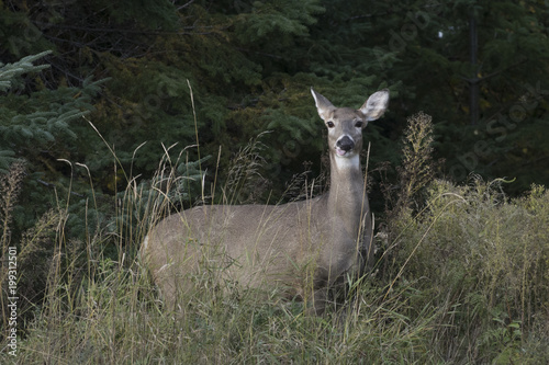 Deer in a forest, Kenora, Lake of The Woods, Ontario, Canada © klevit