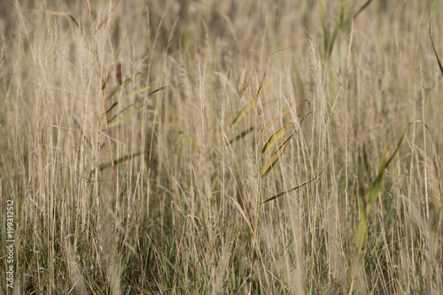Close-up of grasslands, Kenora, Lake of The Woods, Ontario, Canada