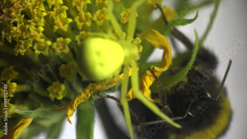 Bumblebee sits on a yellow flower and yellow spider runs around, Insect macro Insect Crab Spider, yellow Misumenoides, sits in flower, macro, photo