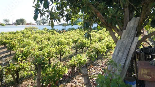Site for a small grape harvest