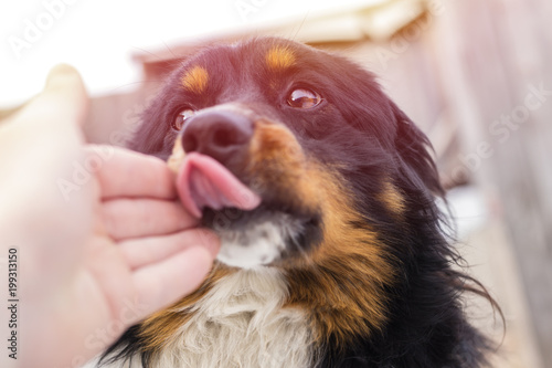 A small stray dog licks a human hand, on the street