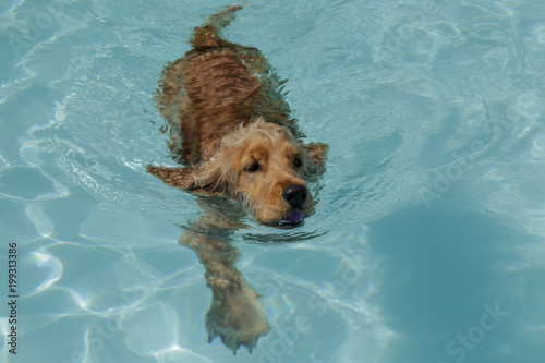 Dog swimming in pool in Southern France