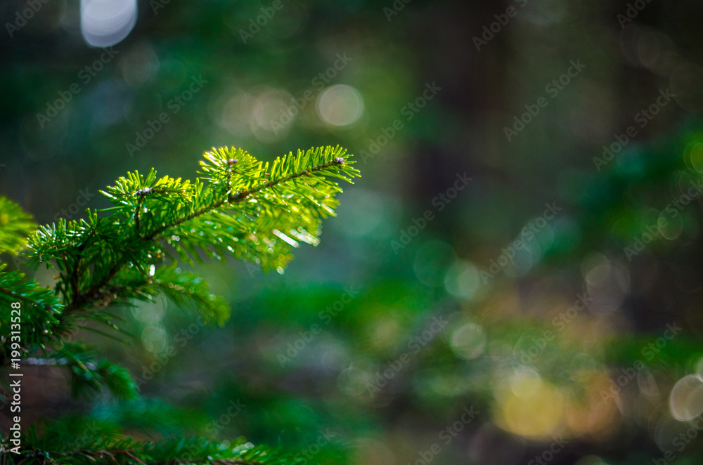 Pine branch in the sun on a beautiful green background in the forest summer