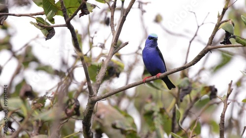 Red legged Honeycreeper (Cyanerpes cyaneus) on a branch with few leaves. Blue bird with wings wings and light blue on the top of the head. Singing of several birds.