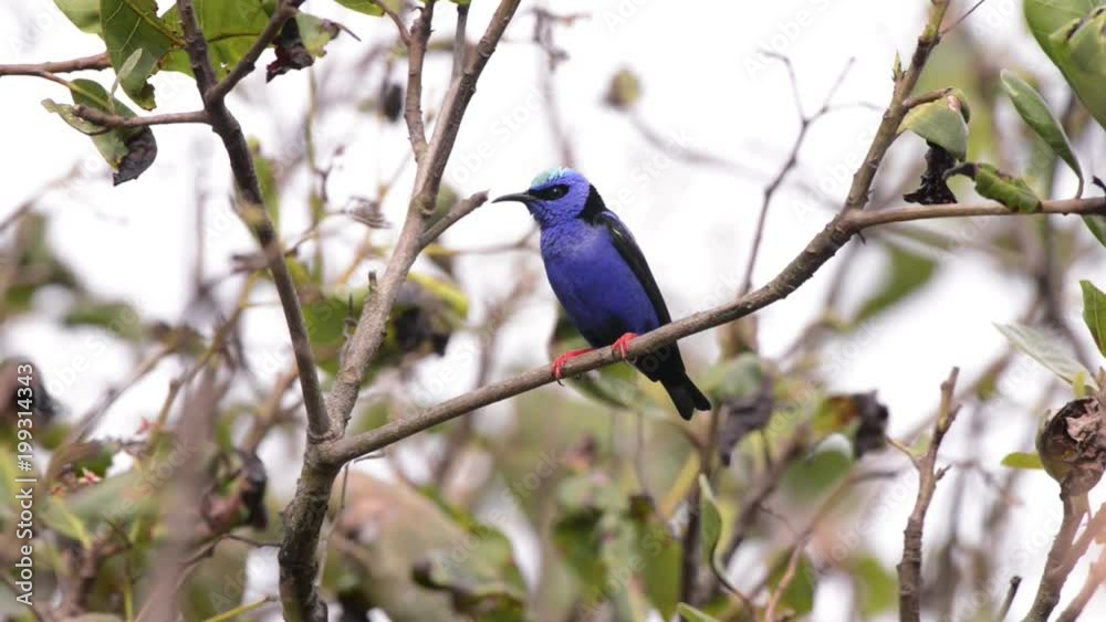 Red legged Honeycreeper (Cyanerpes cyaneus) on a branch. With feathers standing. It looks sideways and flies. Red legged Honeycreeper (Cyanerpes cyaneus) on a branch. With feathers standing. It looks sideways and flies.