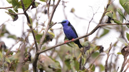 Red legged Honeycreeper (Cyanerpes cyaneus) on a branch. With feathers standing. It looks sideways and flies.