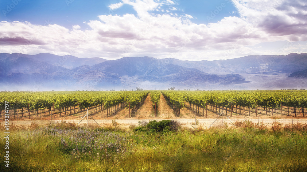 vineyard winery background landscape of agriculture crop