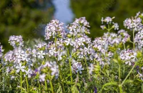 Common Soapwort Wild Flowers