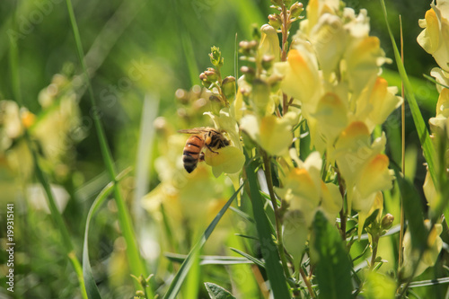 Bee on Linaria vulgaris