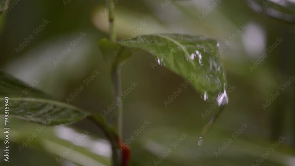 Rain drops falls on a green leaf.