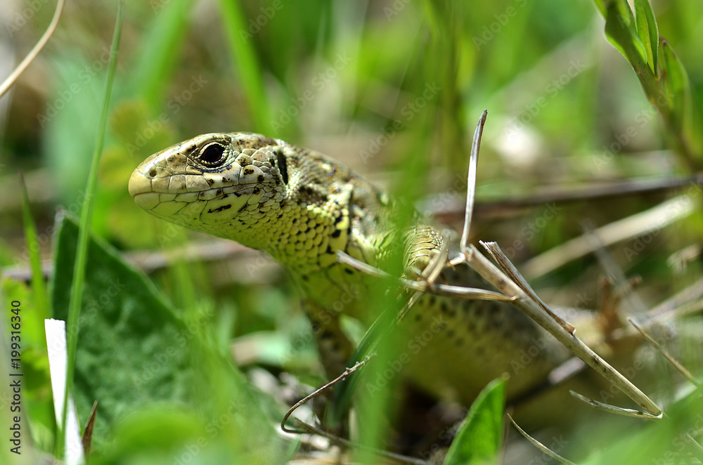 Fototapeta premium Zauneidechse