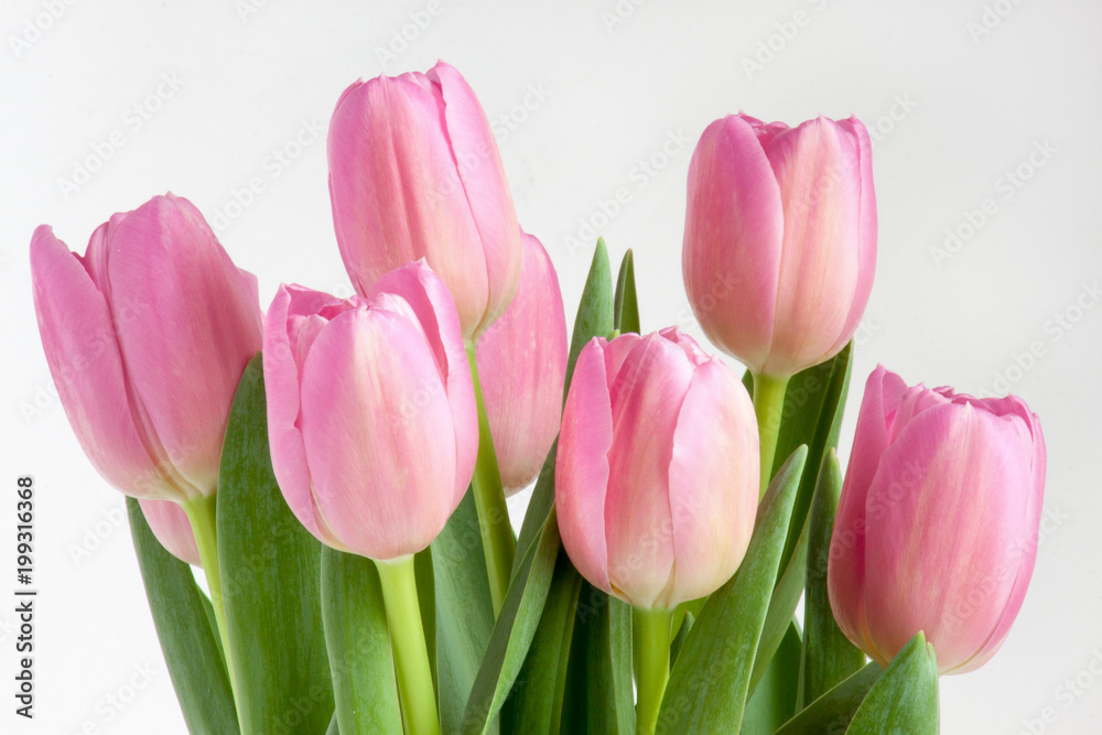 Group of pink tulips isolated on white background.