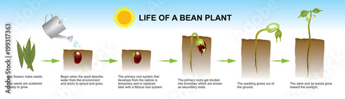 Life of a bean plant. Education info graphic.