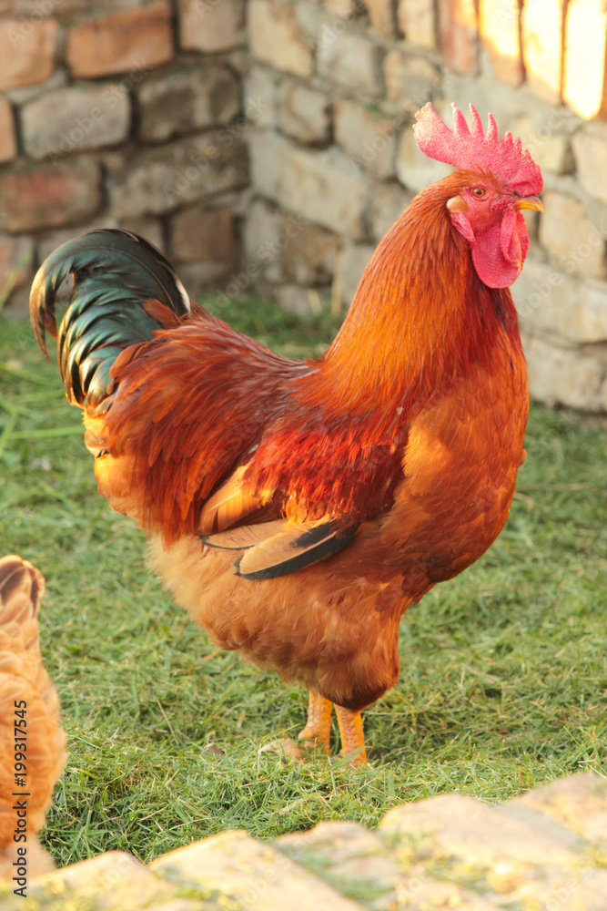 Fototapeta premium Colorful rooster walking around the yard