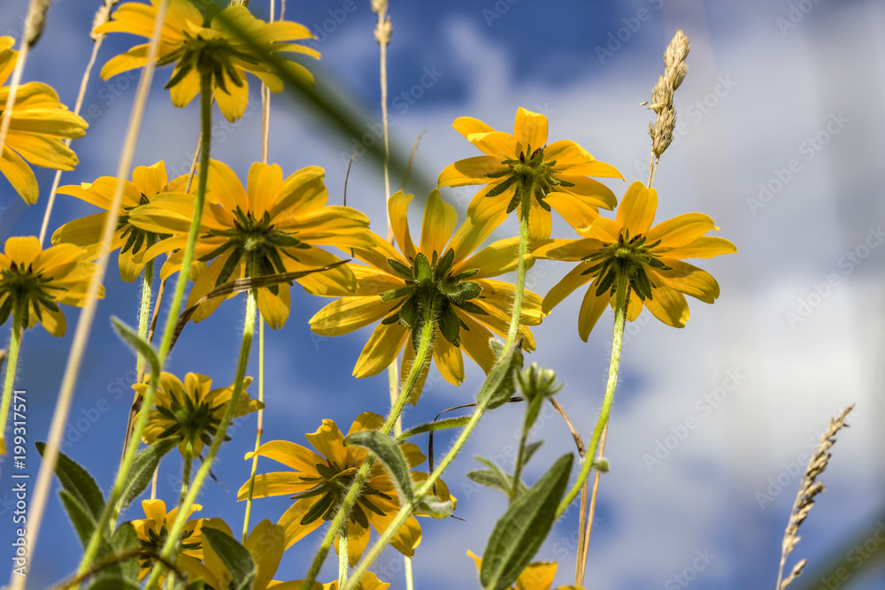 Wild Black-Eyed Susans (Rudbeckia hirta) Wild Black-Eyed Susans (Rudbeckia hirta)