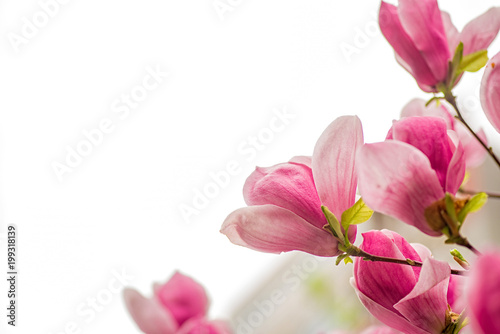 white, pink and purple chinese magnolia flowers on a tree on a blue sky background