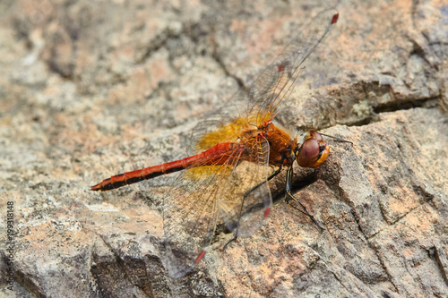 Dragonfly red on the rock