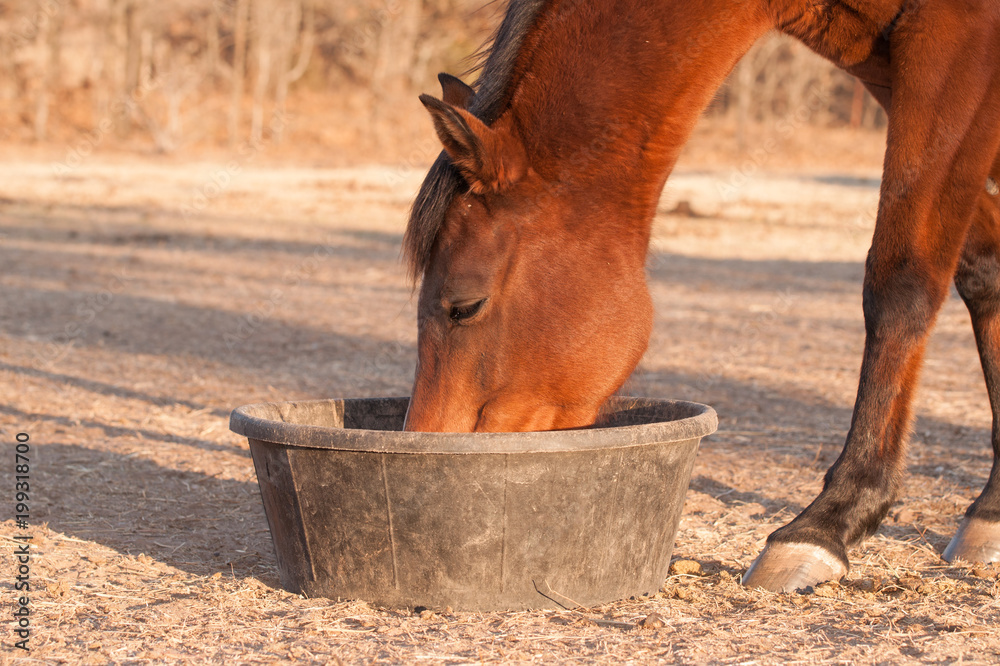 Fototapeta premium Czerwony koń bay jedzenia jej paszy z gumowej patelni na pastwisku