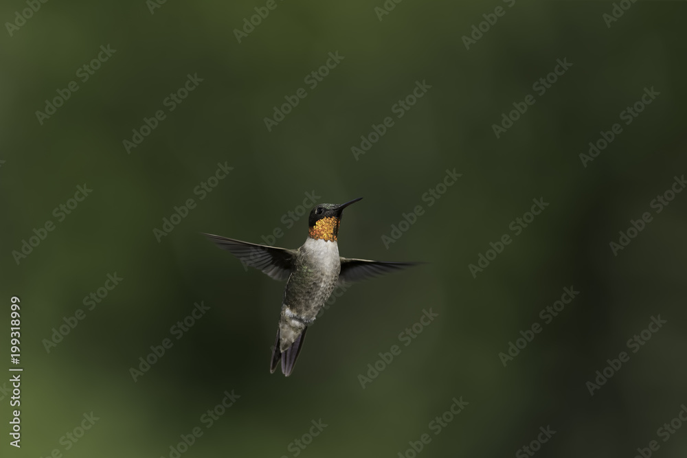 Fototapeta premium Like a Glowing Ember