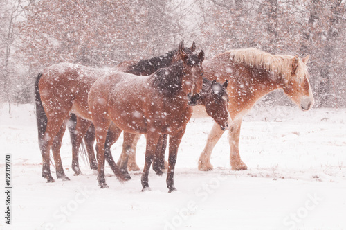 Herd of horses in a blizzard