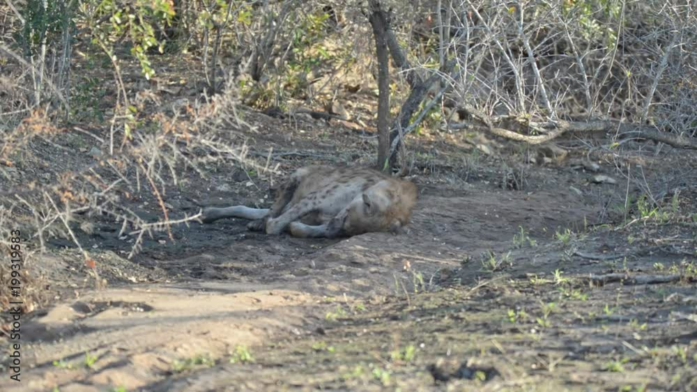 Spotted Hyena lying down in the bush. Wildlife Safari in Kruger National Park, the main travel destination in South Africa Spotted Hyena lying down in the bush. Wildlife Safari in Kruger National Park, the main travel destination in South Africa
